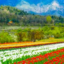 kashmir package tour booking from srinagar