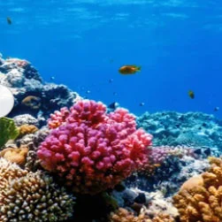 Lakshadweep Travel Packages from Kochi